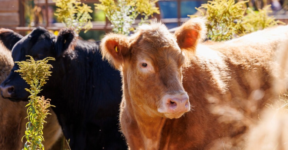 Applications being accepted for Nebraska Elite 11 Veterinarian Program